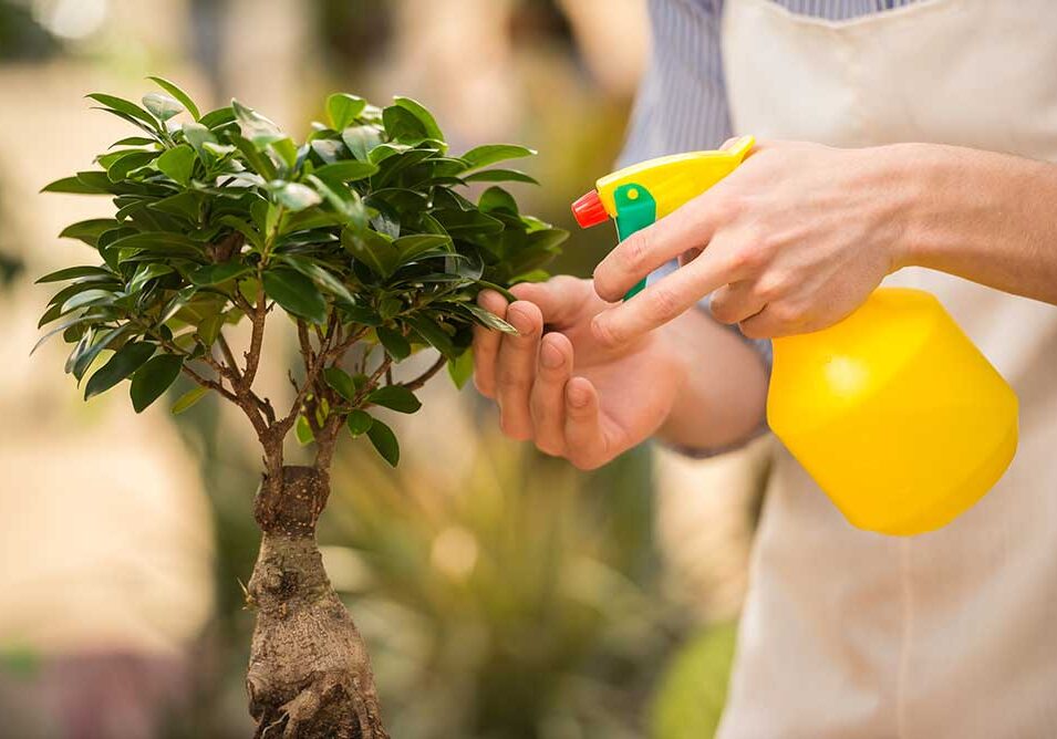 Depositphotos_70699437_web-spraybottleplant